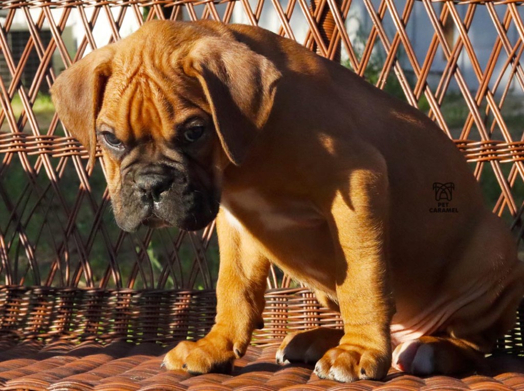 AKC BOXER PUPPY FOR SALE