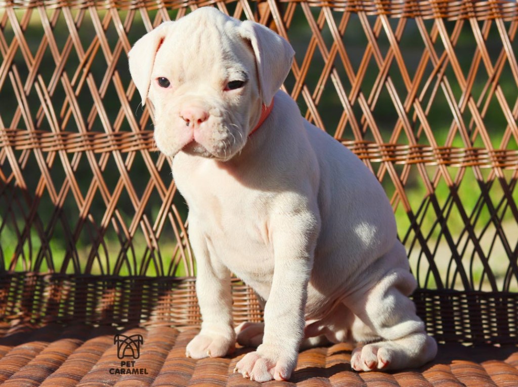 akc white boxer puppy