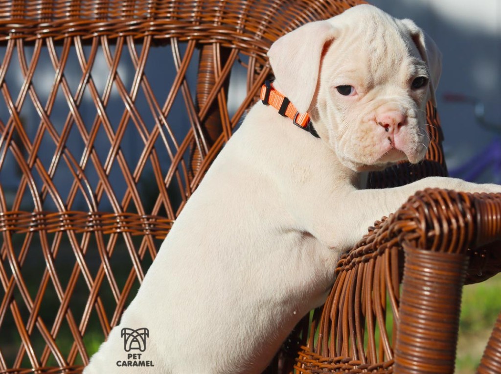 male akc boxer puppy white