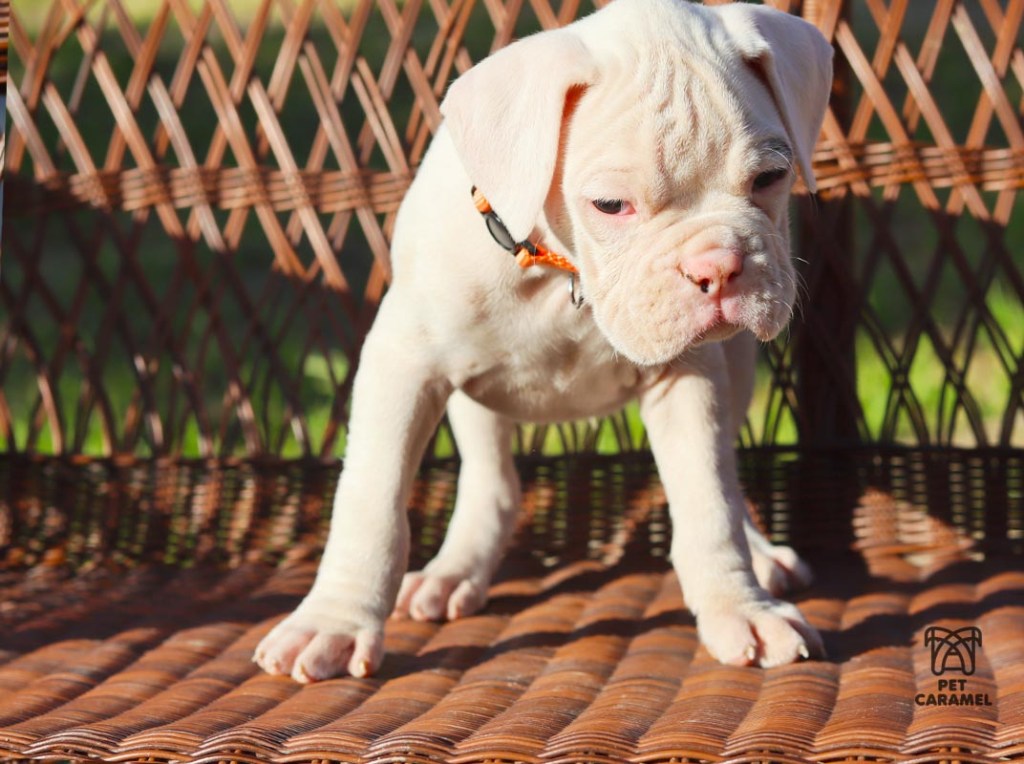 akc white boxer puppy