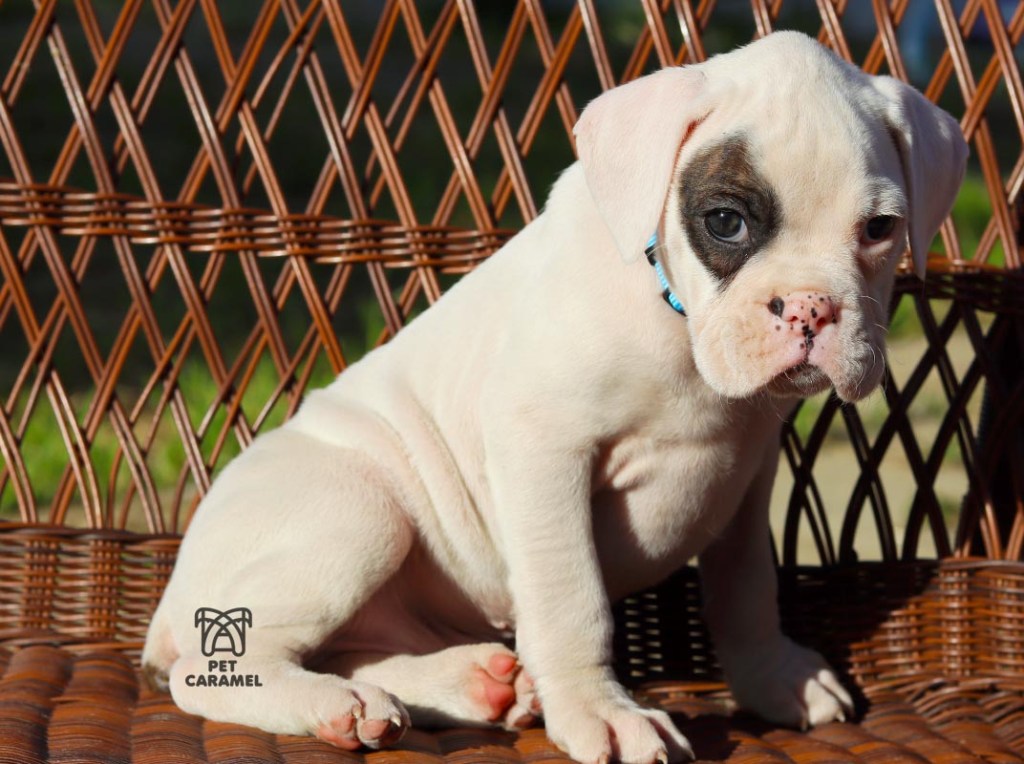 akc boxer puppy for sale