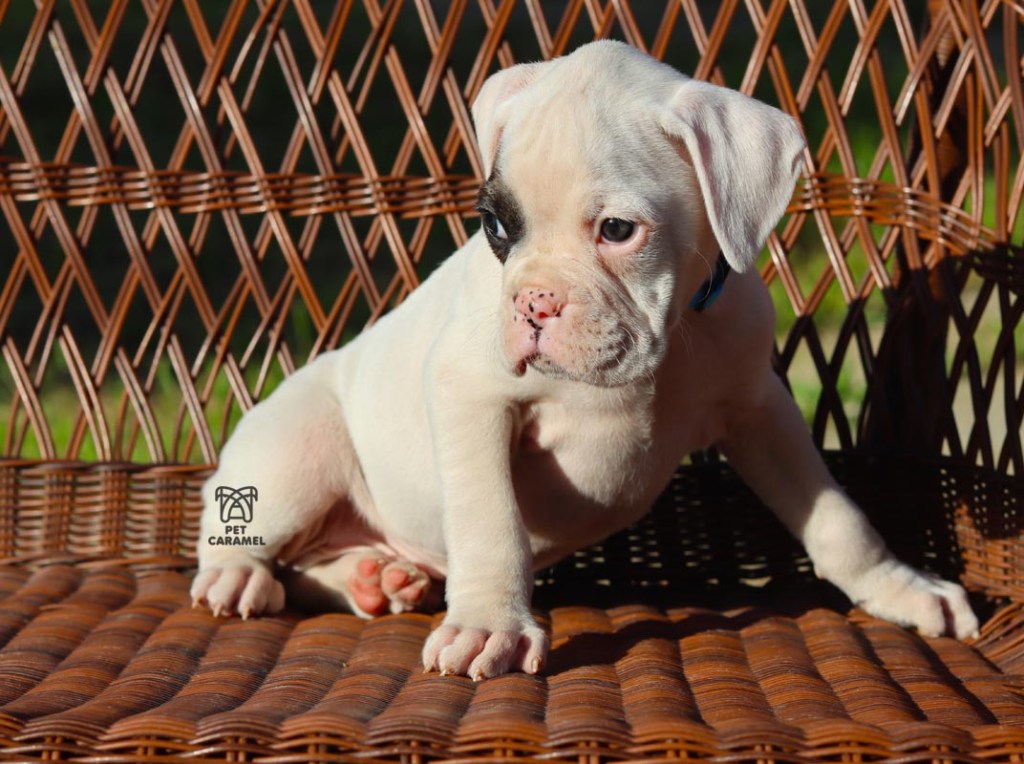 akc boxer puppy for sale