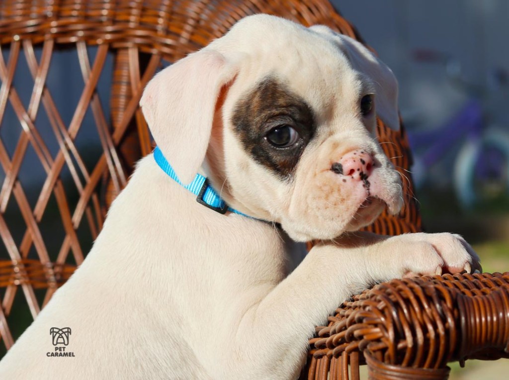 akc boxer puppy pirate bx