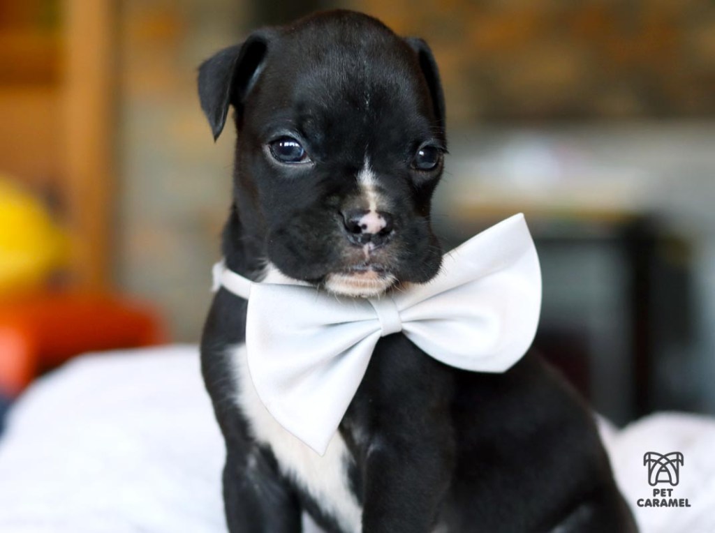 boxer puppy black for sale in california