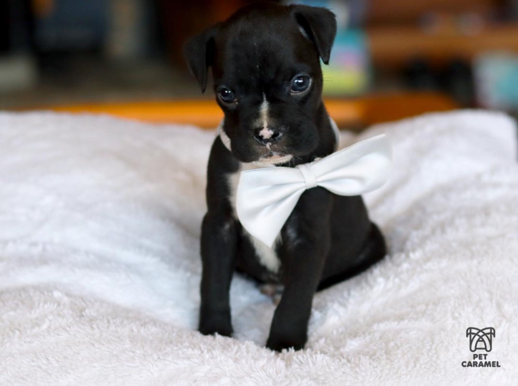 boxer male puppy for sale in California