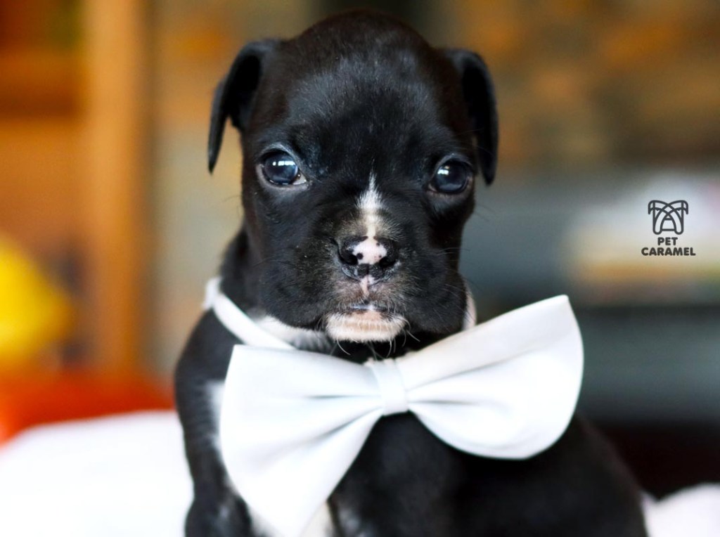 boxer black puppy for sale in california
