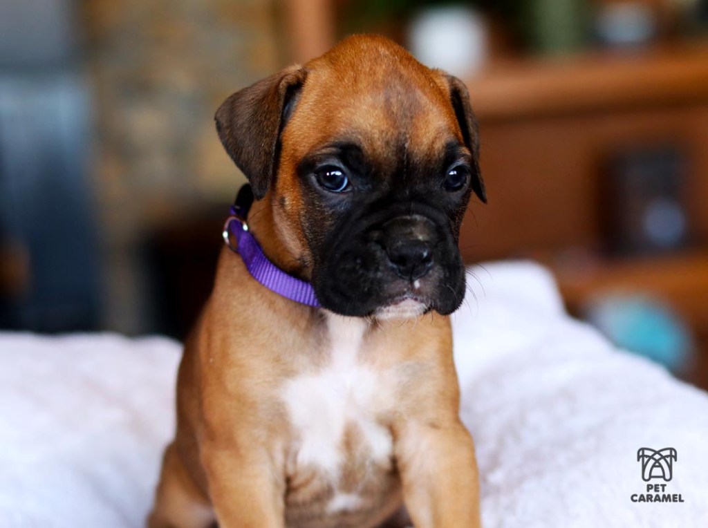 boxer puppy fawn female for sale in california bay area