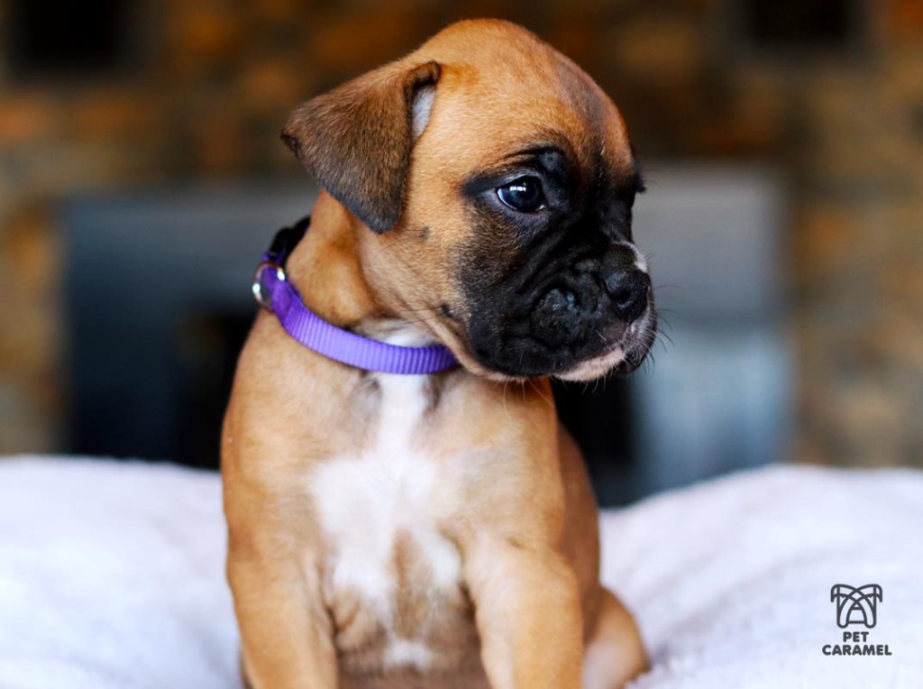 female Boxer for sale in california
