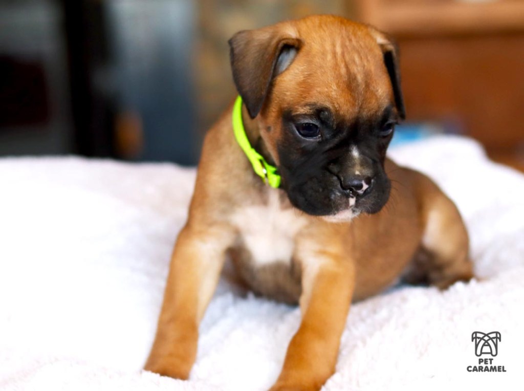 boxer fawn puppy price