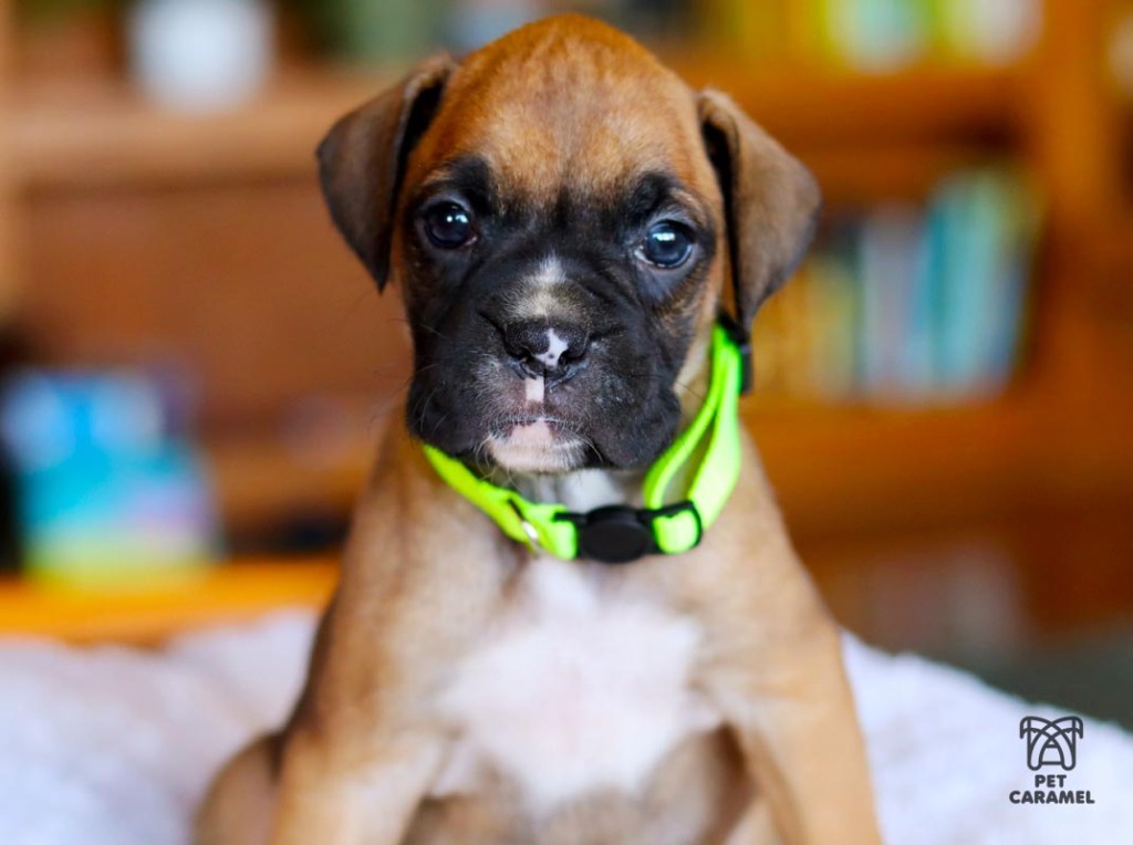 fawn boxer puppy female for sale in the bay area