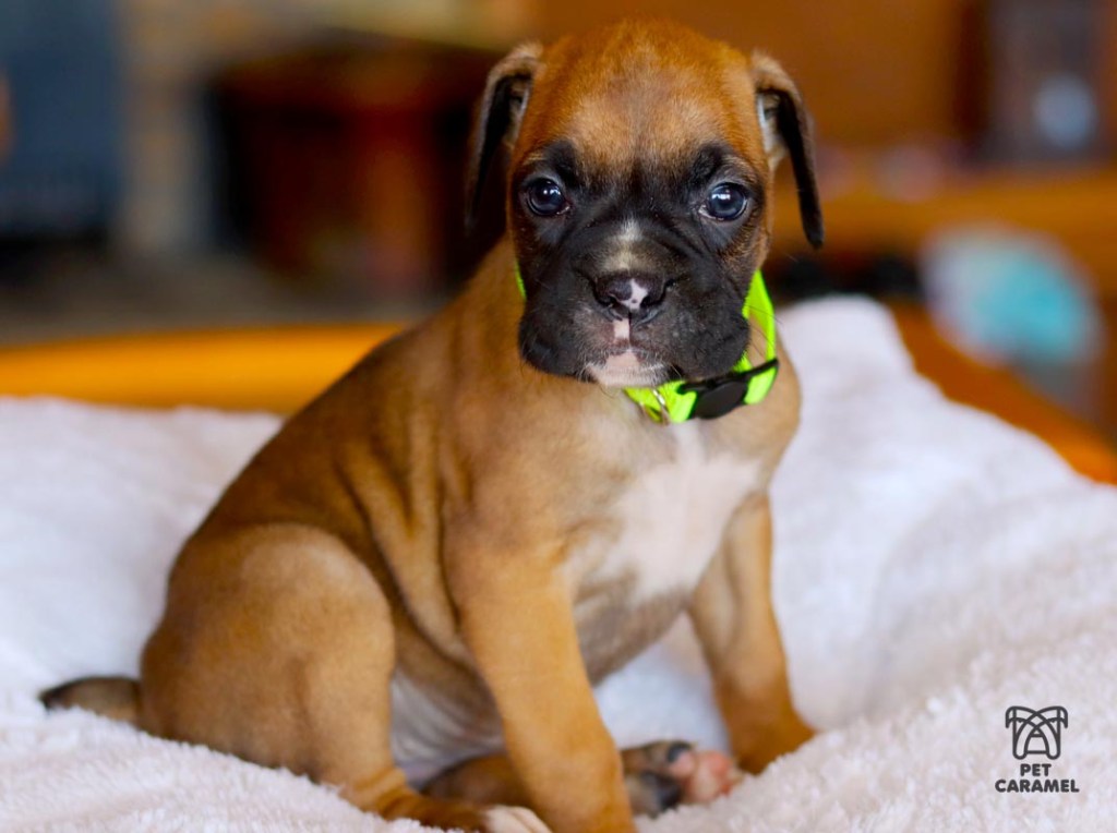 fawn boxer puppy female for sale in the North California