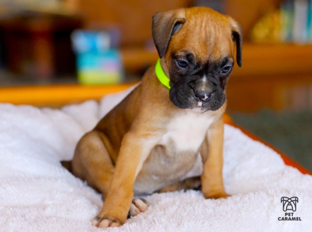 fawn boxer puppy female for sale in the Sacramento