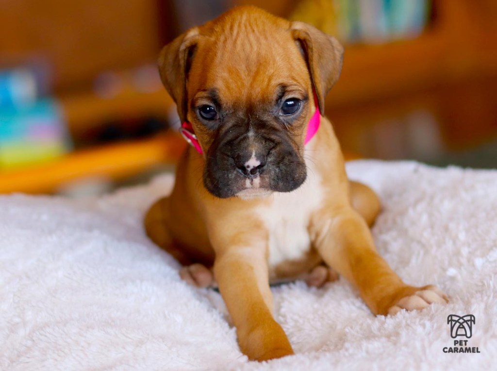 boxer puppy fawn for sale in California