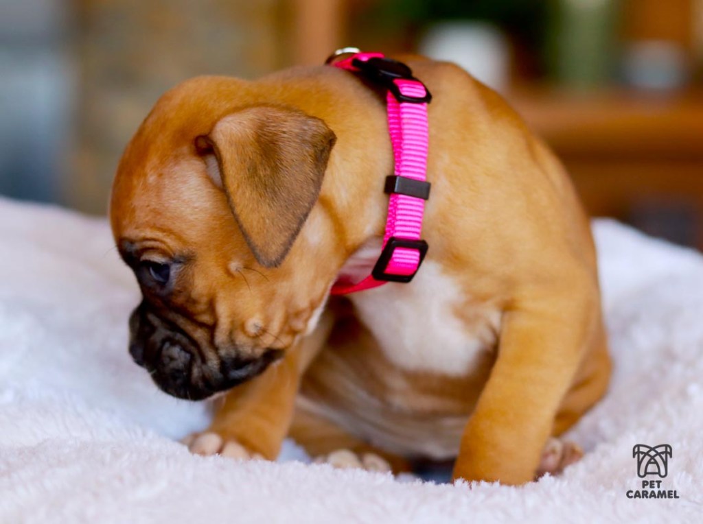 boxer puppy female fawn akc for sale in A $400 Boxer puppy? Sounds like a dream, right? Well... maybe. Yes, you can find a great pup at an affordable price—but there’s a big but here: be careful. These days, everything from vaccines to vet checkups (not to mention high-quality food!) adds up quickly. So if the price seems a little too amazing, it’s worth taking a closer look. Golden Rule #1: Always meet the puppy in person before sending any money. Seriously. We’ve heard from so many families who’ve been heartbroken after falling for scams. (No joke—about 4 out of 10 messages we get are from people who got tricked by fake listings.) If something feels off, trust that feeling. Ask questions. Request a video. And if anything seems weird or rushed, it’s totally okay to step back or walk away. Your future pup is out there—and they’re worth doing it the right way.