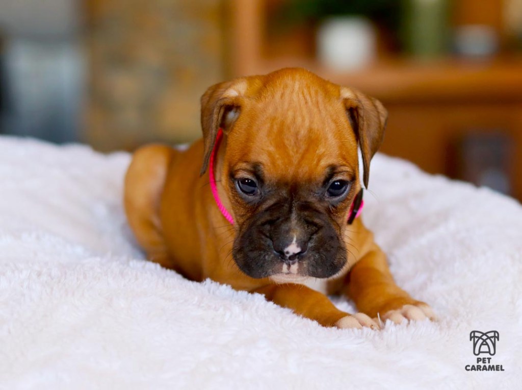boxer puppy fawn for sale in california