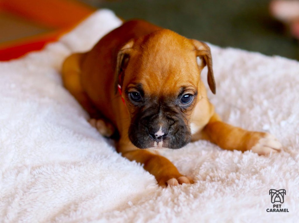 boxer puppy fawn for sale in California
