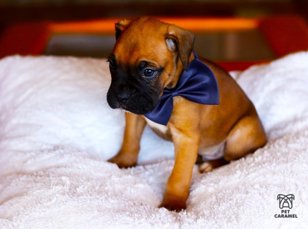 boxer fawn male black face