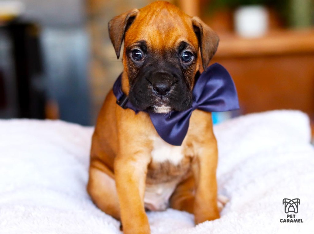 fawn male boxer puppy akc for sale