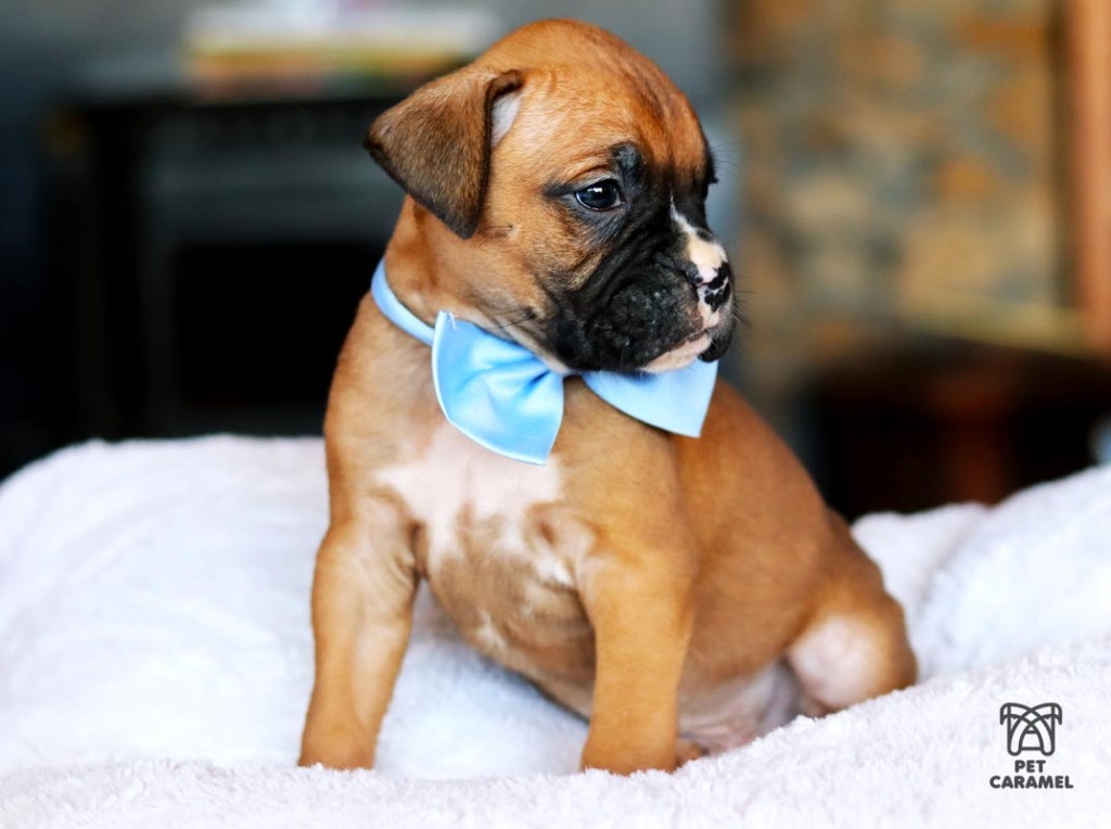 What is the price of a Male boxer puppy fawn