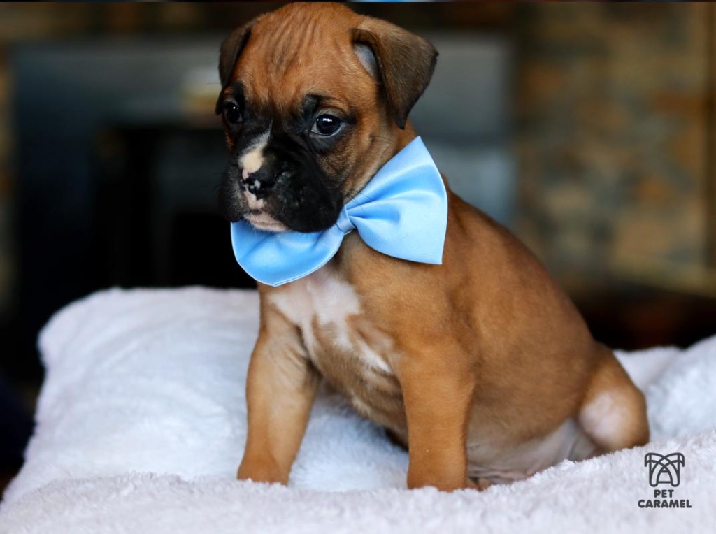Boxer akc price in california