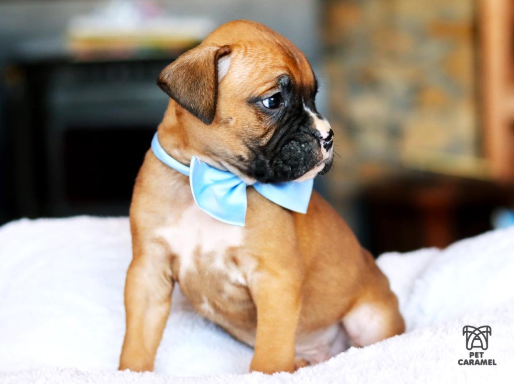 boxer puppy for sale fawn in california