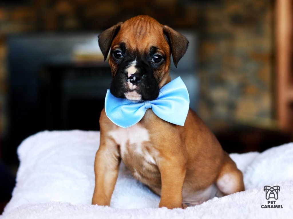 Male boxer puppy fawn for sale