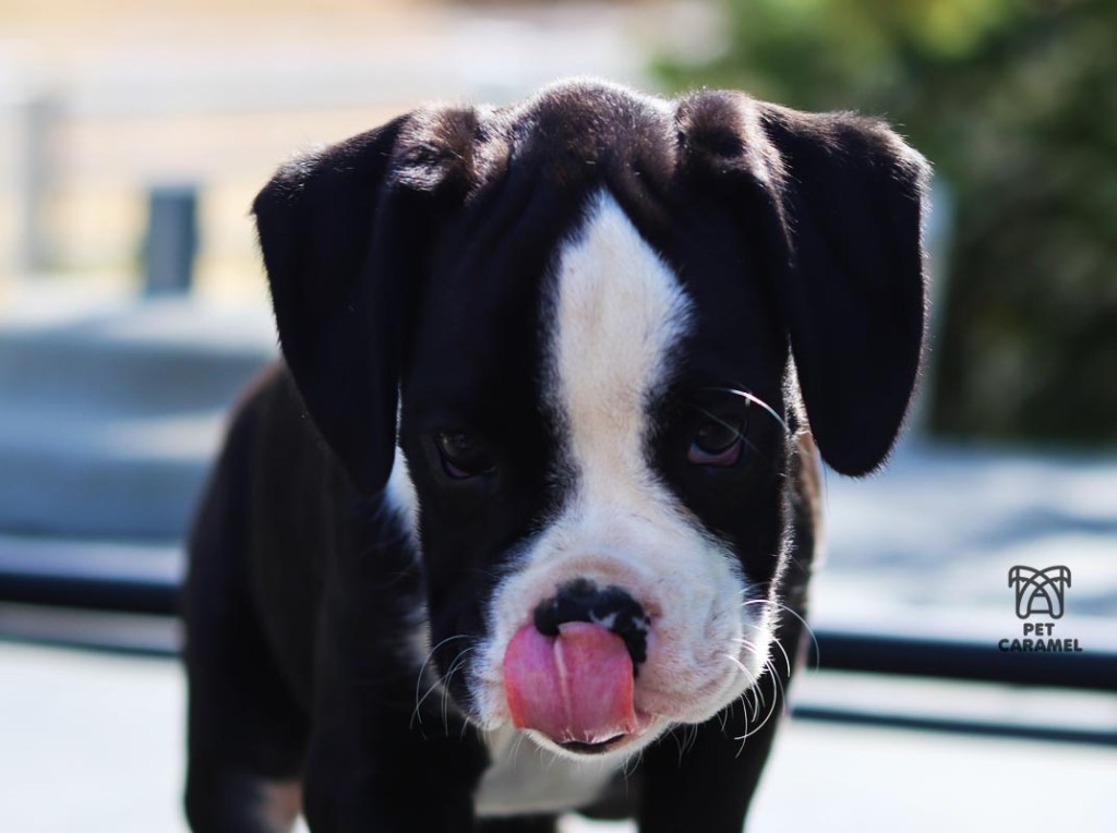 boxer puppy for sale in California