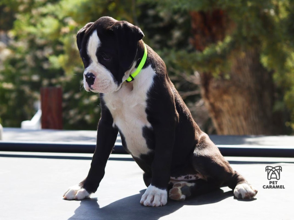 Female Black Reverse Brindle Boxer puppy for sale