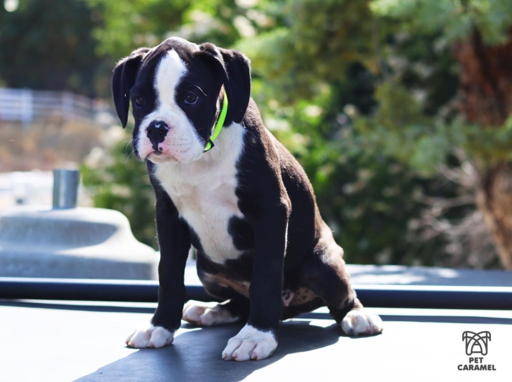 Female Black Reverse Brindle Boxer puppy for sale in CALIFORNIA