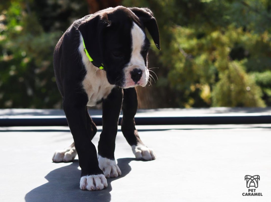 boxer puppy for sale in california