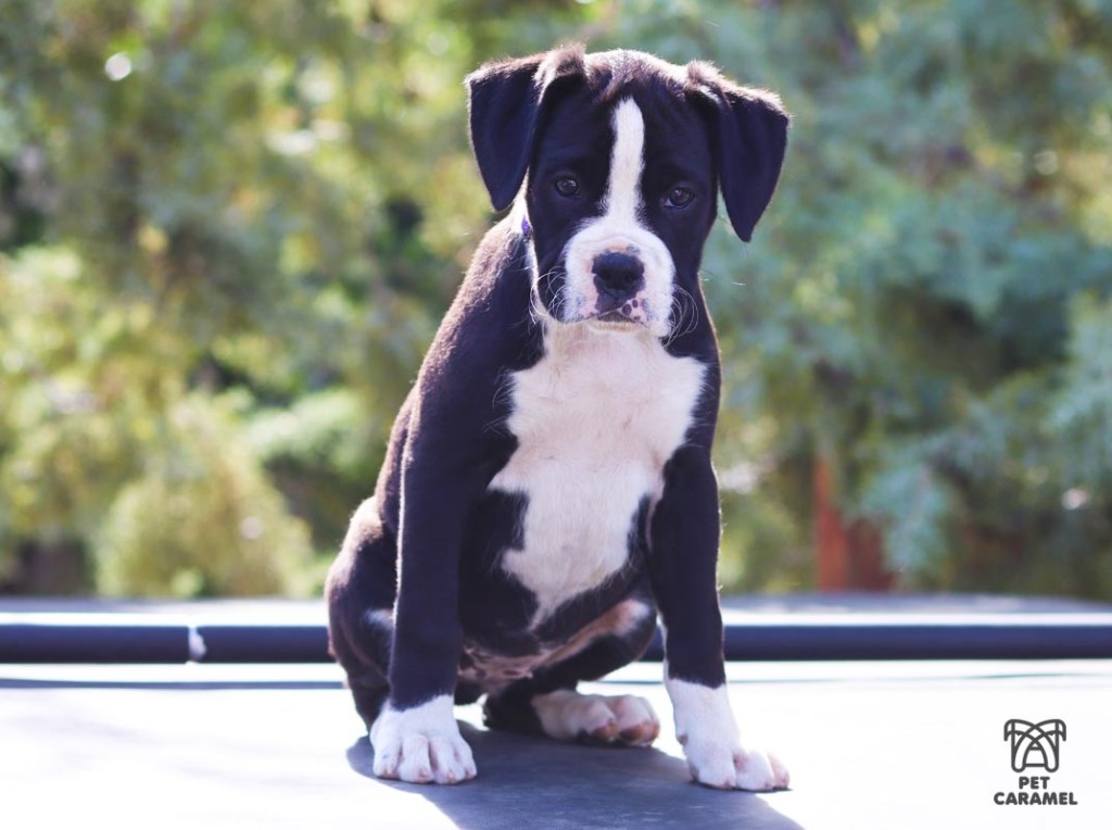 Boxer black or dark brindle puppy for sale in Sacramento