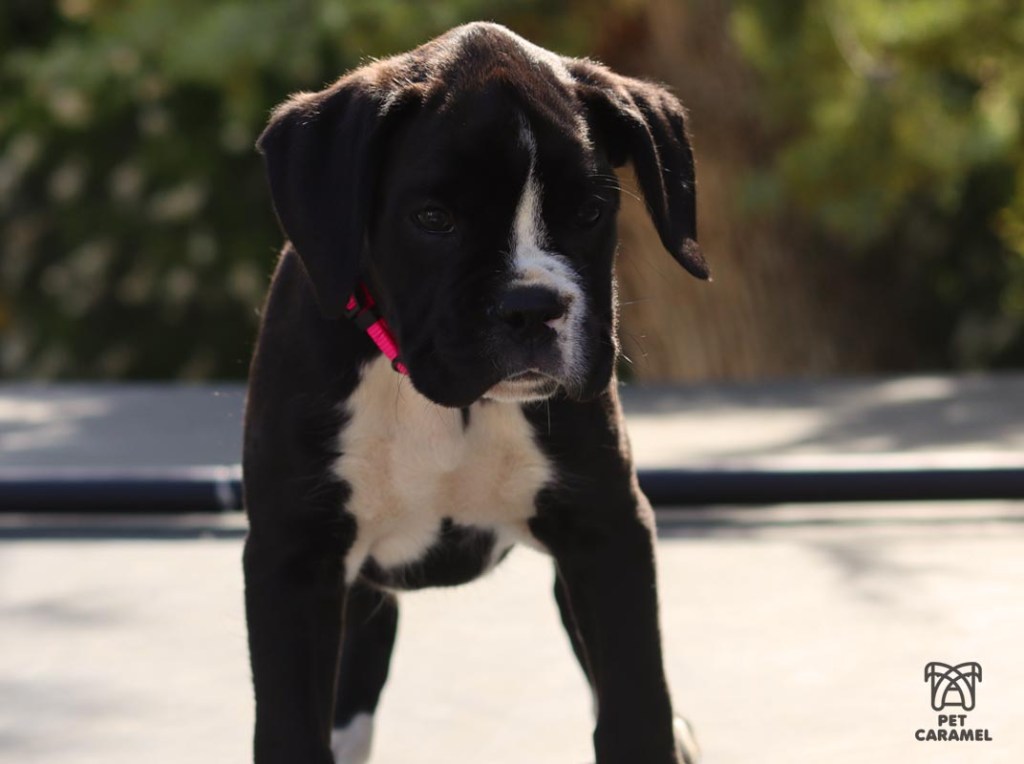 female boxer puppy black and reverse brindle for sale Sacramento