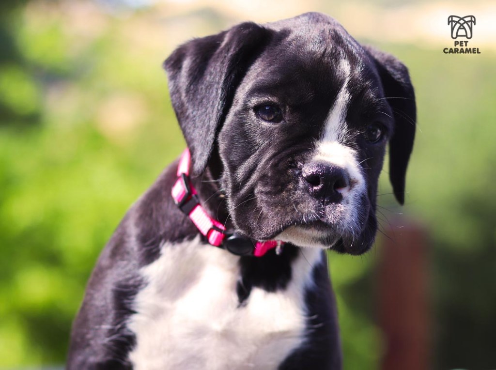 female boxer puppy black and reverse brindle for sale