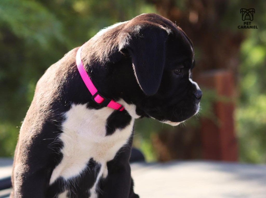 boxer puppy for sale in california