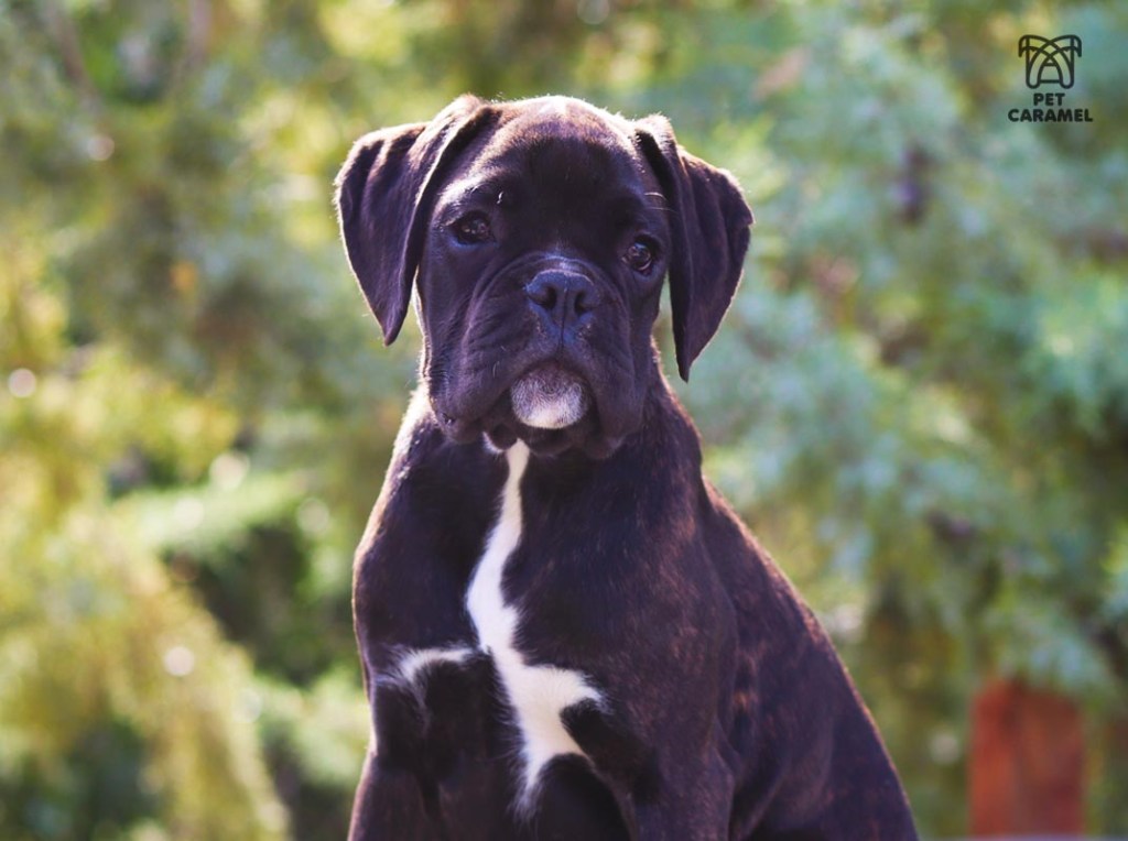 Brindle European Boxer Female
