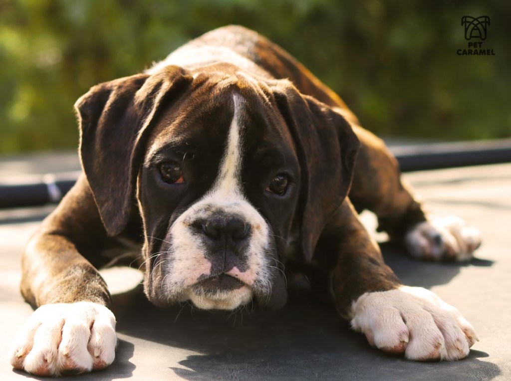 European boxer puppy from Bakersfield – CA