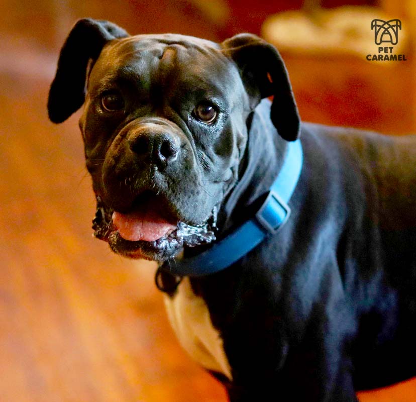 boxer dam black reserve boxer