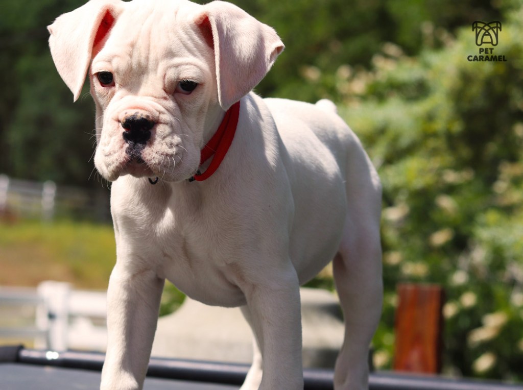 white boxer akc puppy available for sale california
