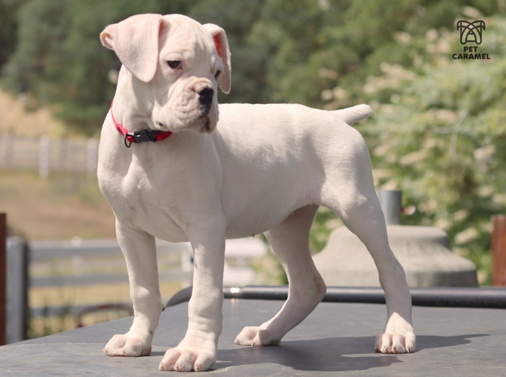 white boxer puppy pricr akc puppy