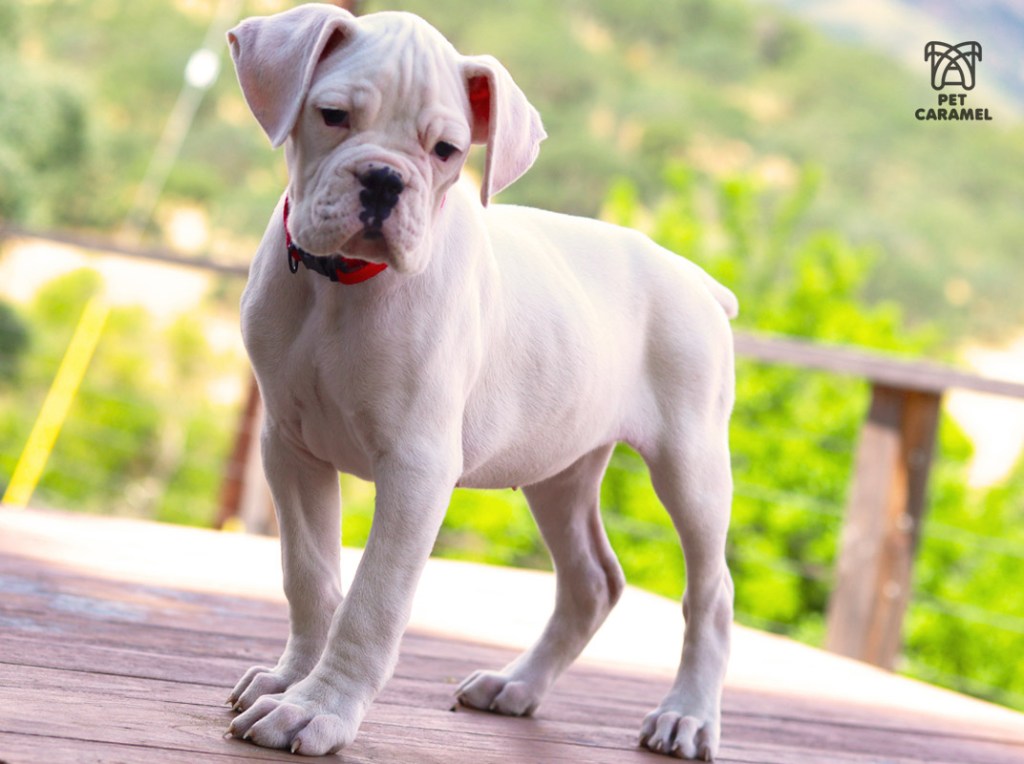white boxer akc puppy available