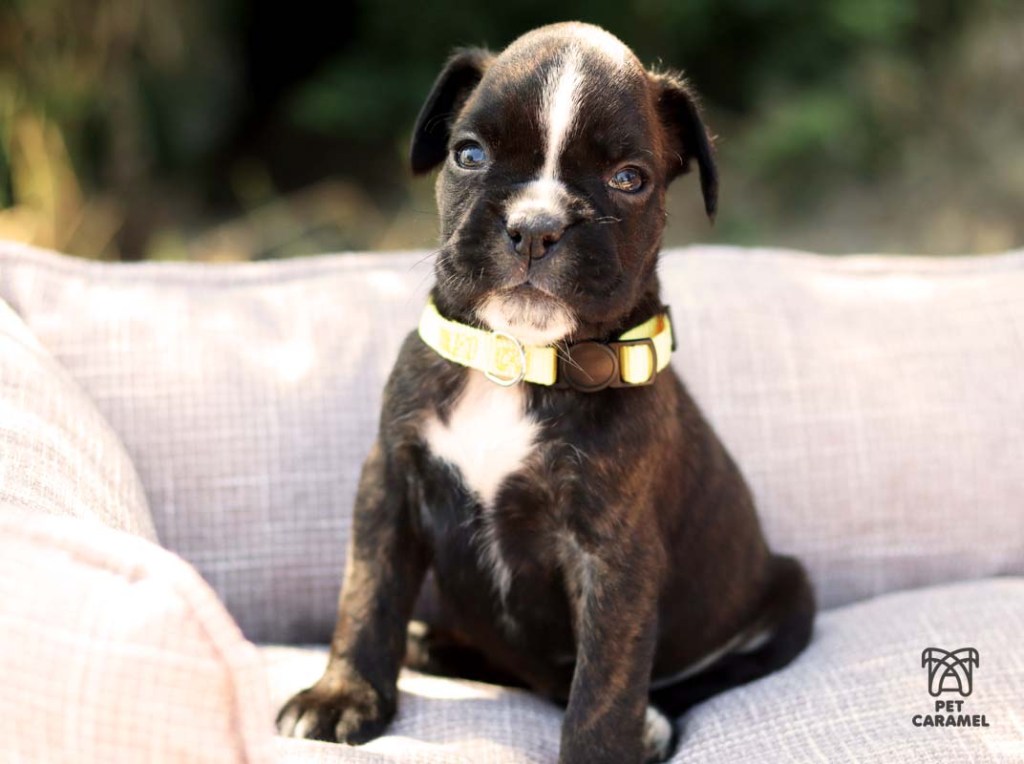 Female brindle puppy for sale in California and Los Angeles