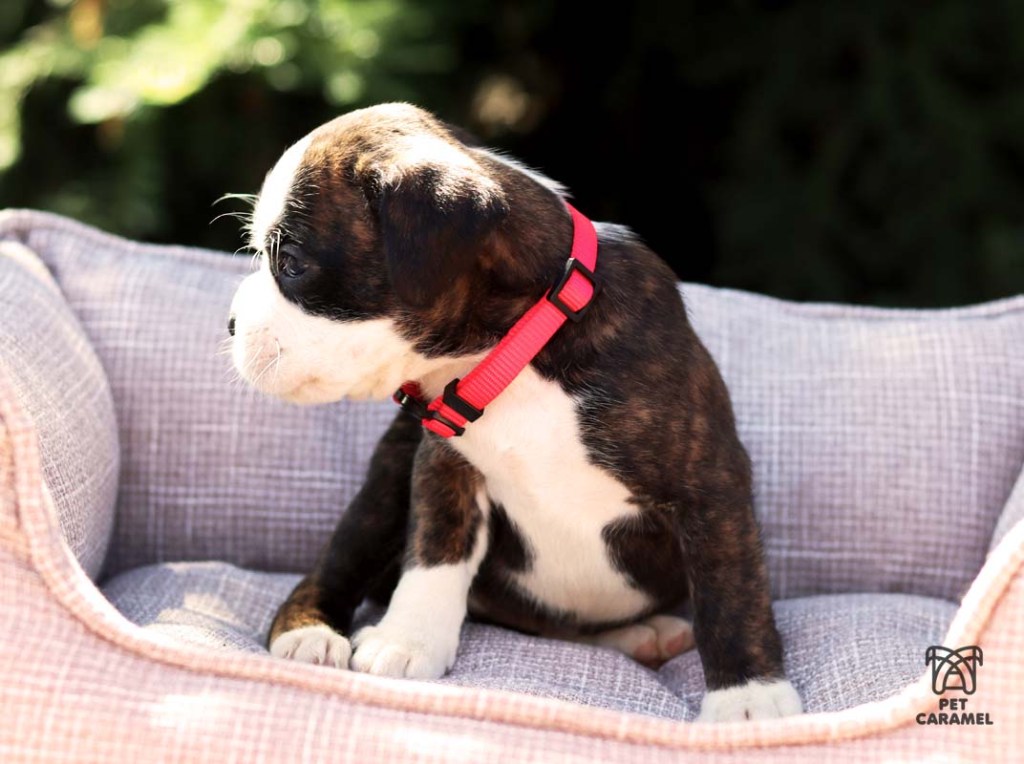 female brindle puppy akc for sale in california