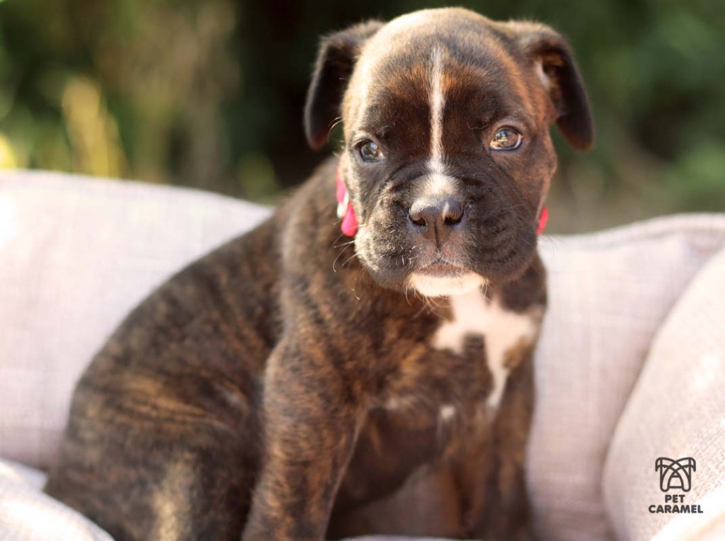 Female Boxer Puppy brindle for sale