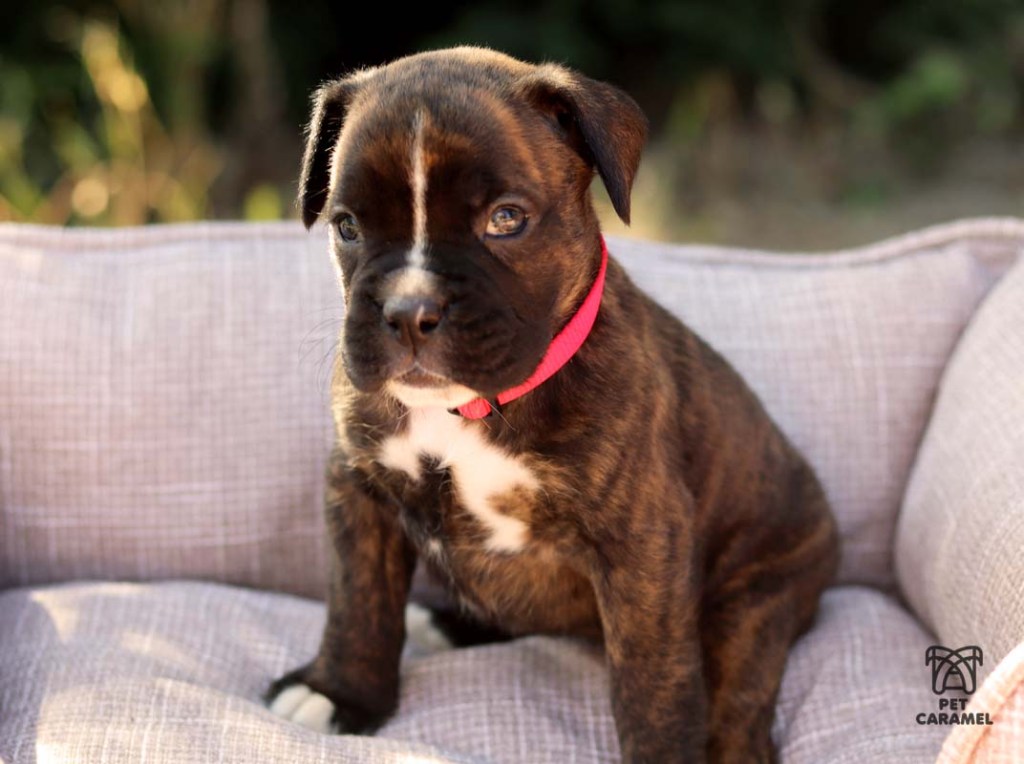 female boxer puppy dark brindle for sale in california