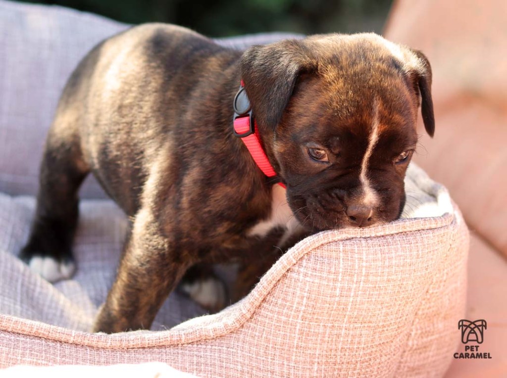 female boxer puppy for sale in California