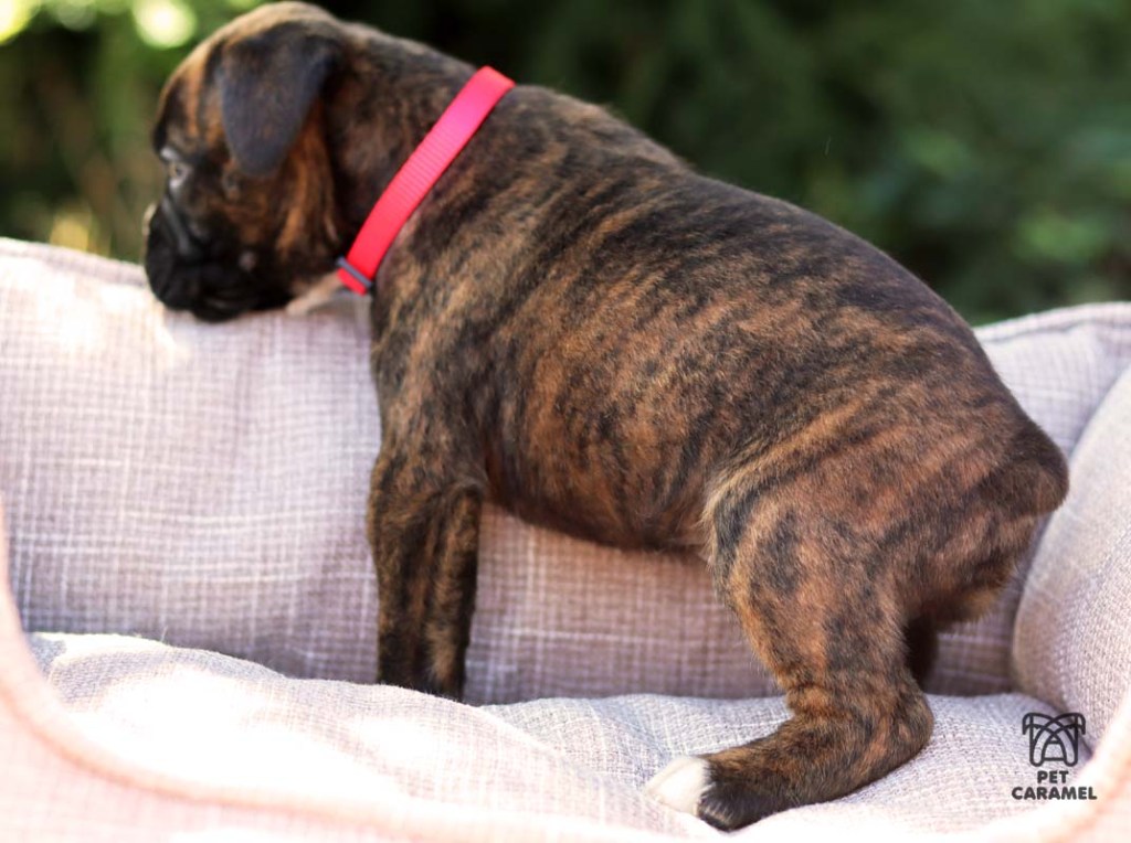 Boxer Puppy for sale brindle with black stripes