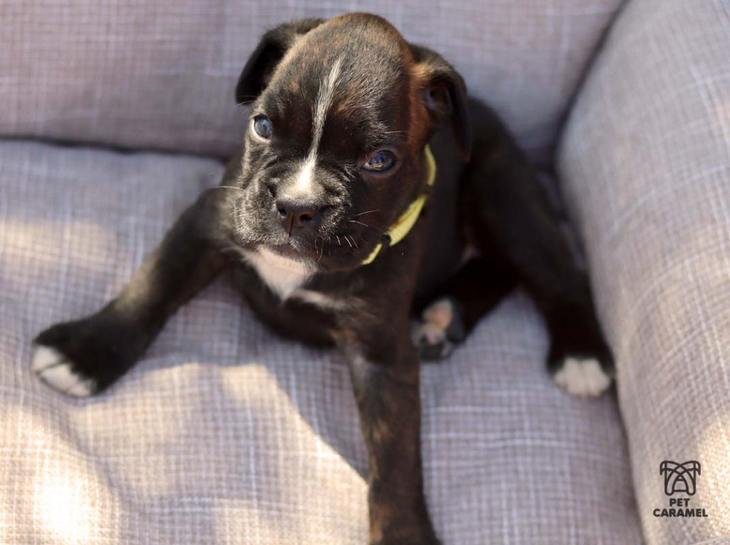 brindle boxer female puppy for sale in california Los Angeles