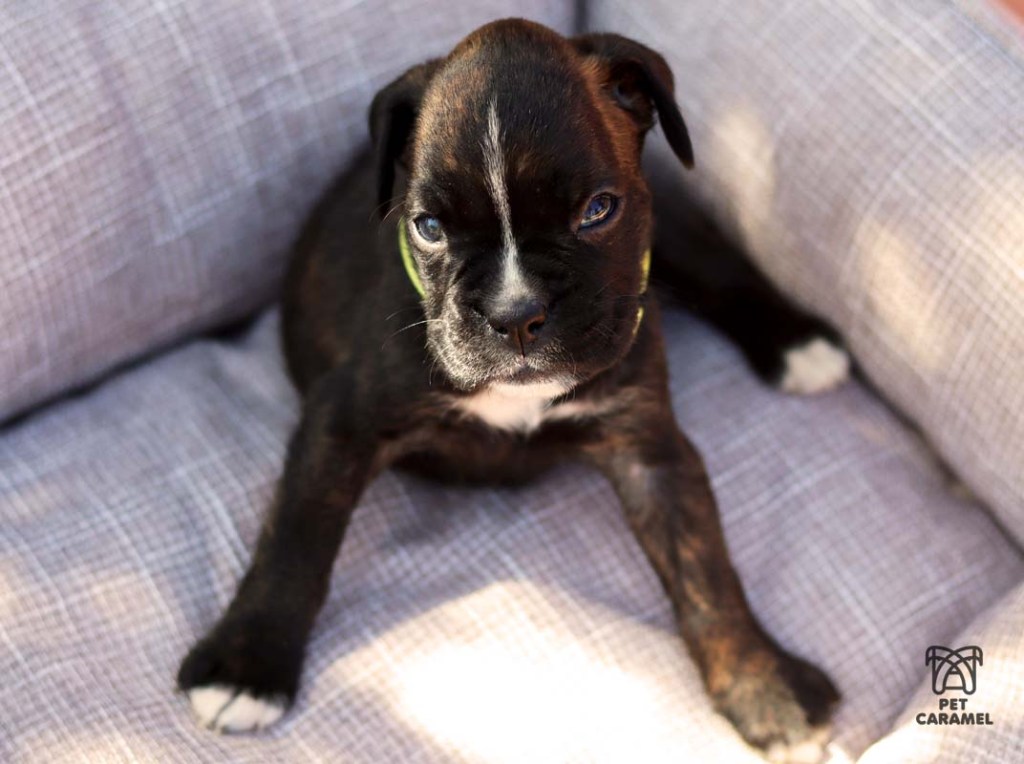 Dark brindle boxer female puppy for sale