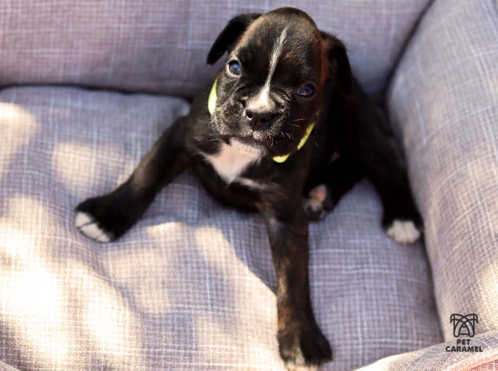 brindle boxer female puppy for sale in California Los Angeles
