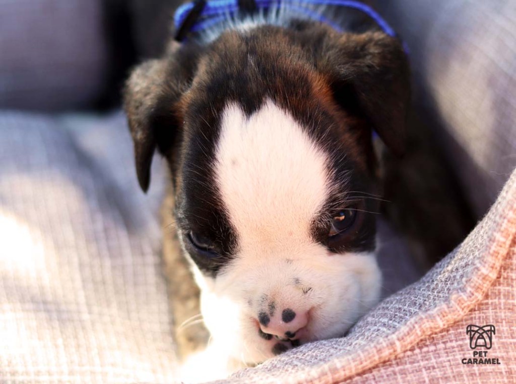 Boxer puppy for sale brindle black white marks
